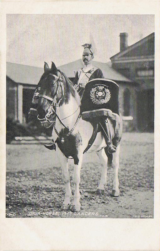 14  -  Drum-Horse, 17th Lancers