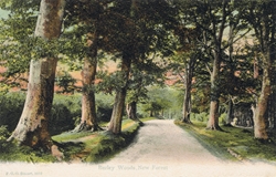 1010  -  Burley Woods, New Forest