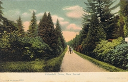 1310  -  Rhinefield Drive, New Forest