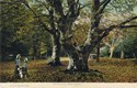 1567  -  Boldrewood, New Forest