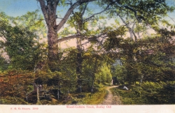 1900  -  Wood-Cutters Track, Burley Old