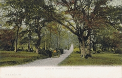 798  -  Road to Minstead, New Forest