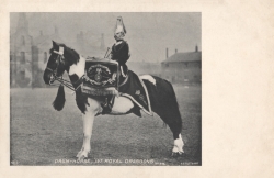 36  -  Drum Horse, 1st Royal Dragoons