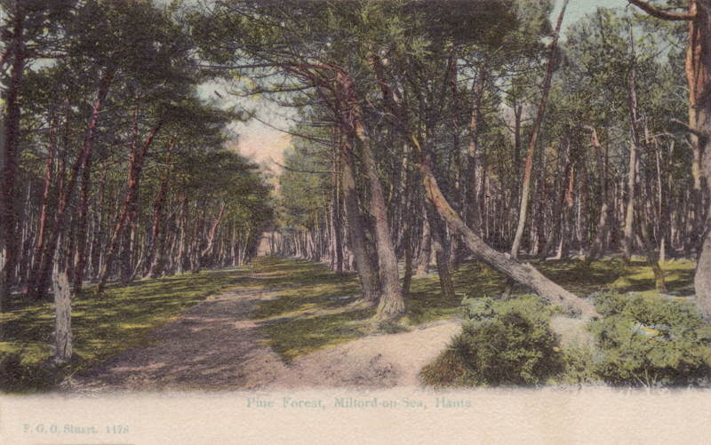 1178  -  Pine Forest, Milford-on-Sea, Hants