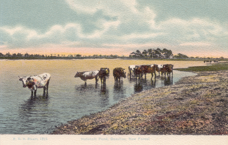 1213  -  Hatchett Pond, Beaulieu, New Forest