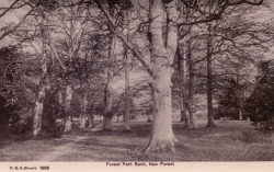 1905  -  Forest Path Bank, New Forest