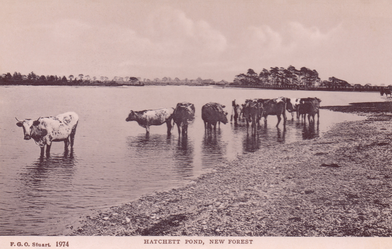 1974  -  Hatchett Pond, New Forest