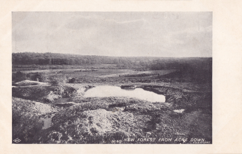 601  -  New Forest from Acre Down