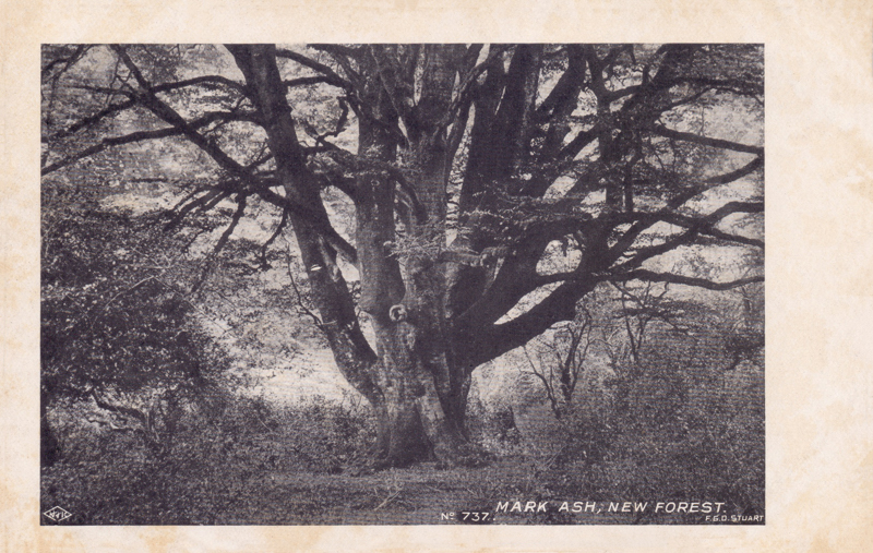 737  -  Mark Ash, New Forest