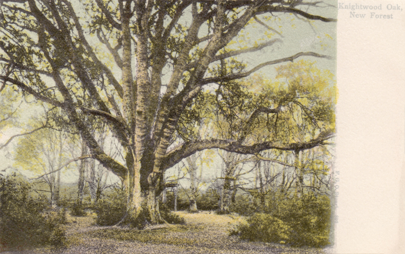 897  -  Knightwood Oak, New Forest